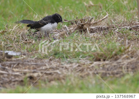 Juvenile willie wagtail. 137568967