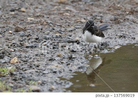 Juvenile willie wagtail. Juvenile willie wagtail. 137569019