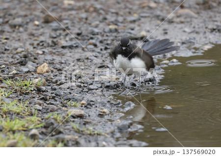 Juvenile willie wagtail. 137569020