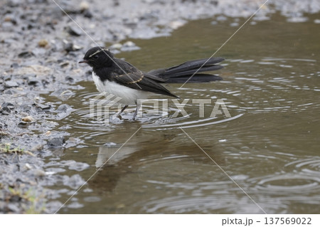Juvenile willie wagtail. 137569022