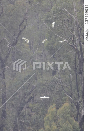 Greater sulphur-crested cockatoos. 137569053