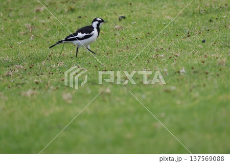 Juvenile magpie-lark Grallina cyanoleuca cyanoleuca. Juvenile magpie-lark Grallina cyanoleuca cyanoleuca. 137569088