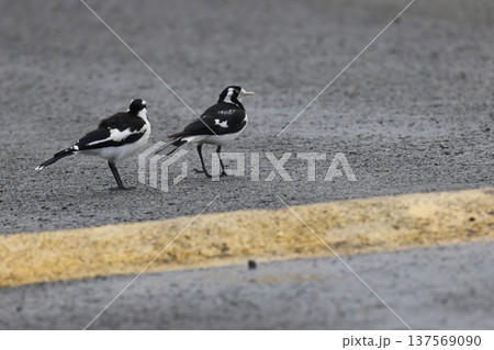 Magpie-larks Grallina cyanoleuca cyanoleuca. Magpie-larks Grallina cyanoleuca cyanoleuca. 137569090