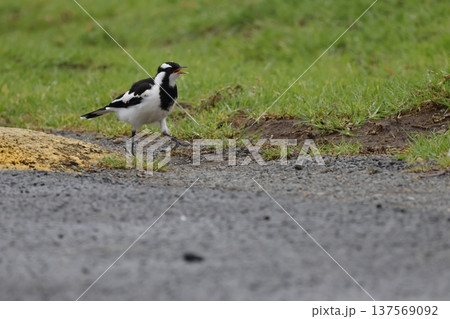 Juvenile magpie-lark calling. 137569092