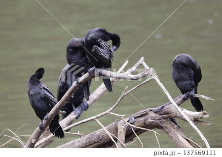 Little black cormorants. 137569111