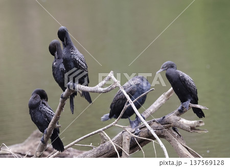 Little black cormorants. Little black cormorants. 137569128