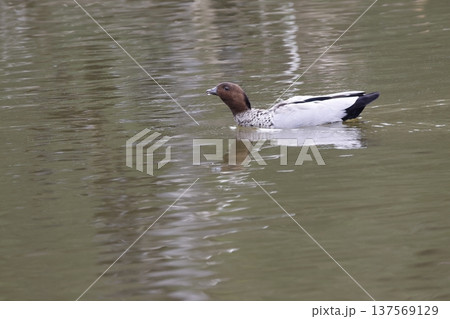 Australian wood duck. 137569129