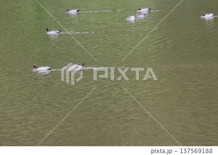 Australian wood ducks. 137569188