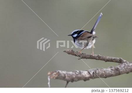 Male superb fairywren. Male superb fairywren. 137569212