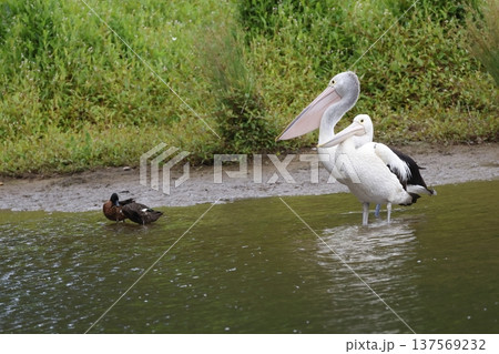 Australian pelicans and chestnut teals. Australian pelicans and chestnut teals. 137569232