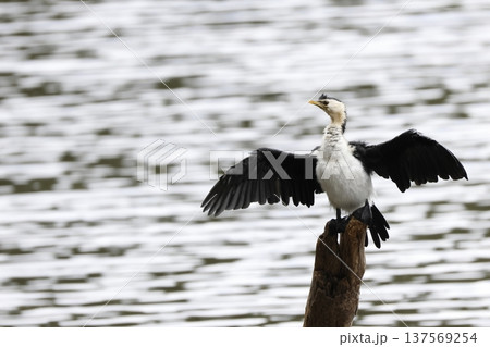 Little pied cormorant. 137569254