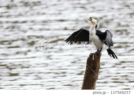 Little pied cormorant. 137569257