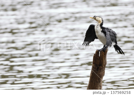 Little pied cormorant. Little pied cormorant. 137569258
