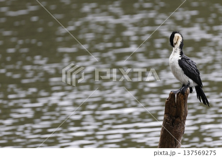 Little pied cormorant. 137569275