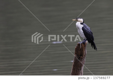 Little pied cormorant. 137569277