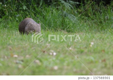 Hirsute wombat grazing. 137569301