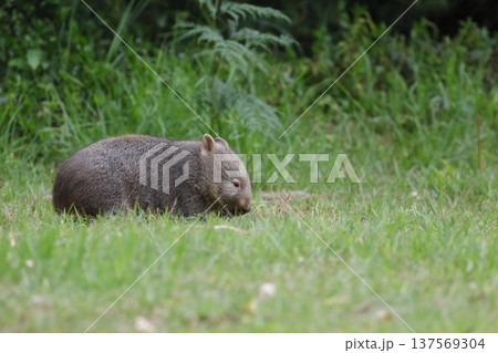 Hirsute wombat grazing. 137569304