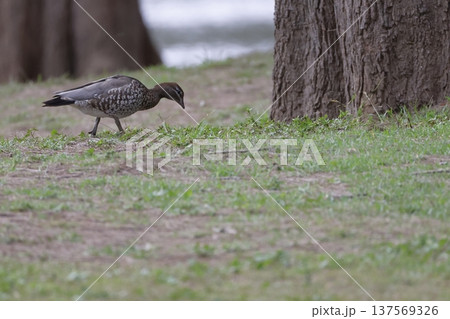 Australian wood duck. 137569326