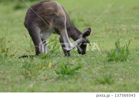 Eastern grey kangaroo. Eastern grey kangaroo. 137569343