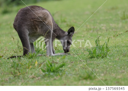 Eastern grey kangaroo. 137569345