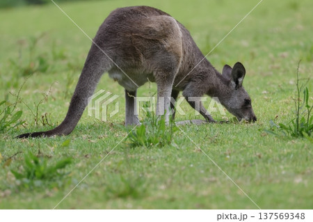 Eastern grey kangaroo. 137569348