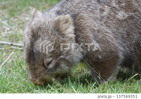 Hirsute wombat grazing. 137569351