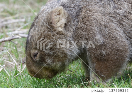 Hirsute wombat grazing. Hirsute wombat grazing. 137569355