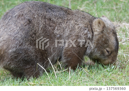 Hirsute wombat grazing. Hirsute wombat grazing. 137569360