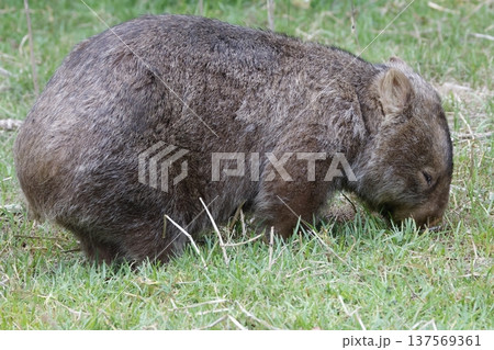 Hirsute wombat grazing. 137569361