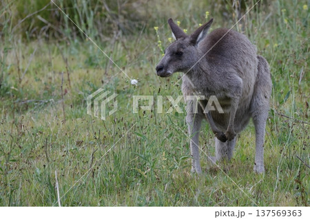 Eastern grey kangaroo. 137569363