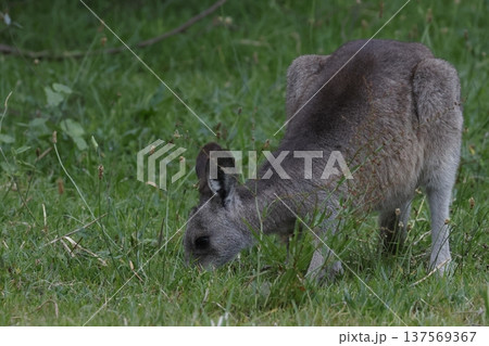 Eastern grey kangaroo. 137569367