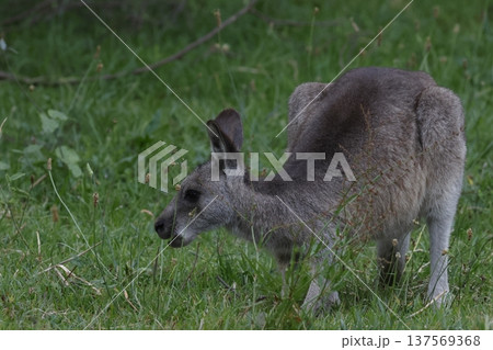 Eastern grey kangaroo. 137569368