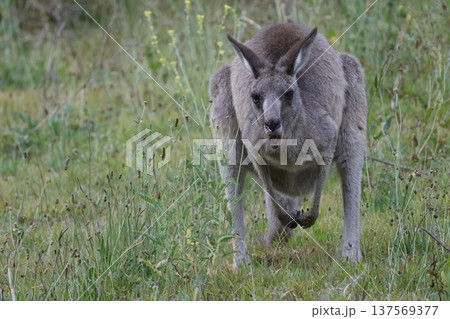 Eastern grey kangaroo. 137569377