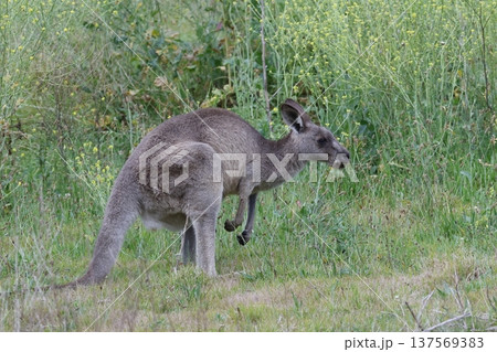 Eastern grey kangaroo. 137569383