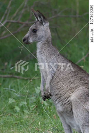 Eastern grey kangaroo. Eastern grey kangaroo. 137569386