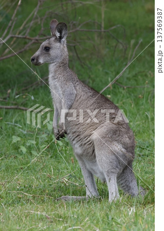 Eastern grey kangaroo. 137569387
