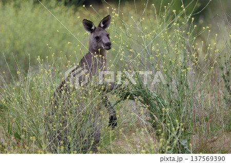Eastern grey kangaroo. 137569390