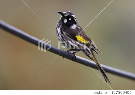 New Holland honeyeater. 137569406