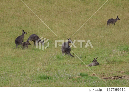 Eastern grey kangaroos. 137569412