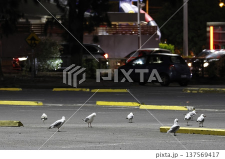 Silver gulls in a parking lot. Silver gulls in a parking lot. 137569417