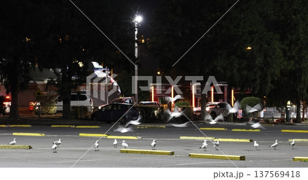 Silver gulls in a parking lot. Silver gulls in a parking lot. 137569418