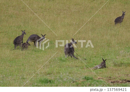 Eastern grey kangaroos. 137569421