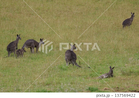 Eastern grey kangaroos. 137569422
