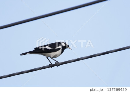 Magpie-lark Grallina cyanoleuca cyanoleuca. Magpie-lark Grallina cyanoleuca cyanoleuca. 137569429