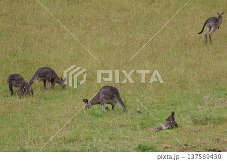 Eastern grey kangaroos. Eastern grey kangaroos. 137569430