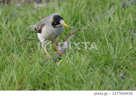 Noisy miner Manorina melanocephala. 137569436