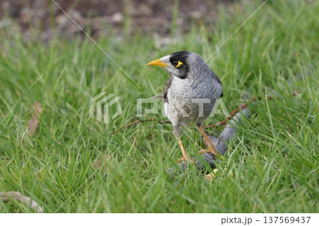 Noisy miner Manorina melanocephala. 137569437
