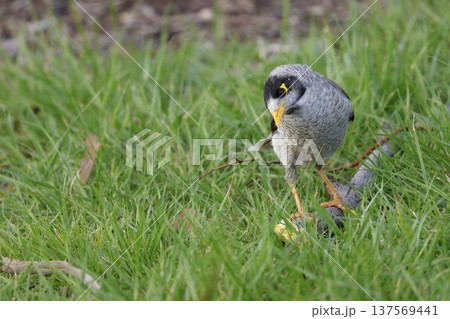 Noisy miner Manorina melanocephala. 137569441