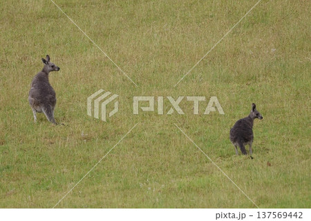 Eastern grey kangaroos. 137569442
