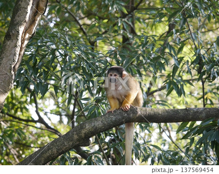 木の上で休むリスザル 137569454